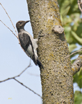 Red headed Woodpecker 0239